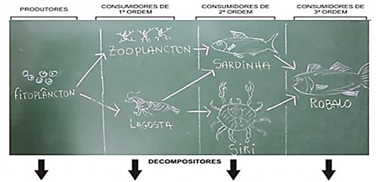 Teia alimentar É composto de diversas cadeias alimentares interligadas por meio de