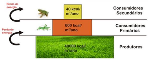 em cada nível trófico ou o número de calorias em