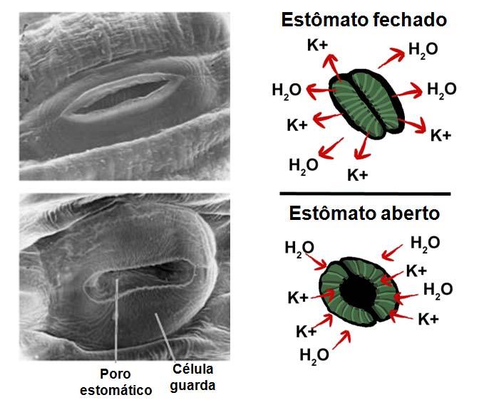 Trajetória da água na folha: Controle estomático Adaptado: Taiz, L.