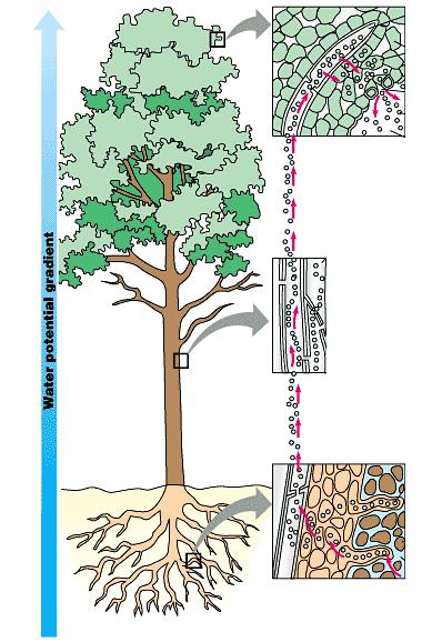 Resumo: dinâmica de água nas plantas Taiz, L. & Zeiger, E. (2006). Plant Physiology. Sinauer Assoc Editor. 3rd Ed. ISBN: 080530245X.