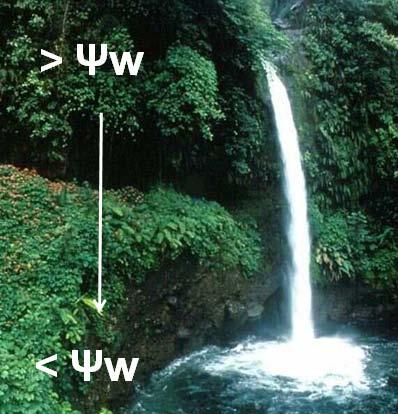 Movimento da água: Potencial hídrico potencial hídrico (Ψw) energia potencial da água Ψw = Ψs + Ψp + Ψg