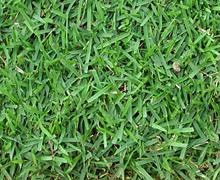 A pesquisa anterior mostra que 75% do que é comercializado é grama esmeralda. Esta passou a ser sinônimo de grama como já foi a grama Batatais (São Paulo) até meados dos anos 90.