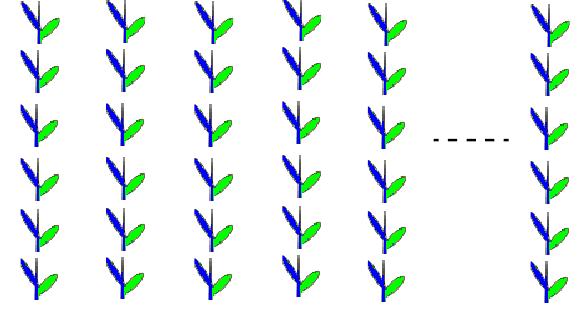 plantas individuais F 5 Plantas espaçadas Elevado grau de