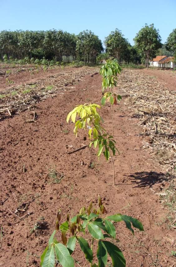 CALAGEM E ADUBAÇÃO da SERINGUEIRA