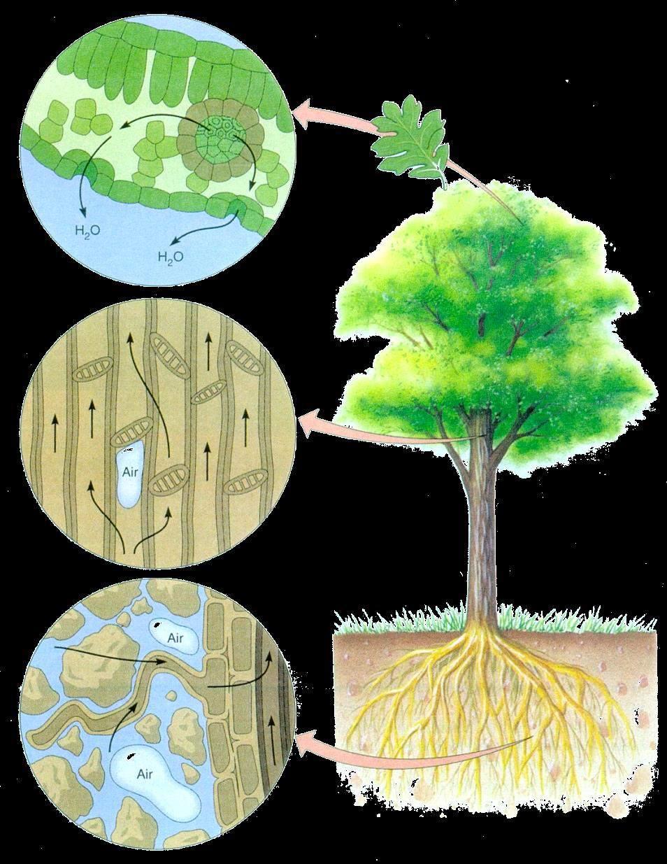 Fluxos e distribuição de CO 2, H 2 O e