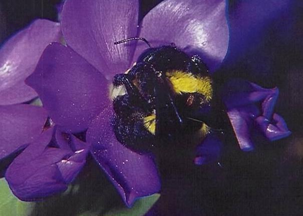 Síndrome Polinizador Antese Cor Odor Forma Flor Floral Cantarofilia Besouros Dia e noite Em geral Forte