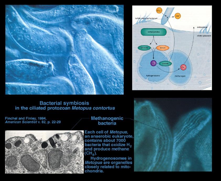 SO42bactéria redutora de sulfato HSextracelular carboidratos piruvato citoplasma NADH H2 acetato CH4