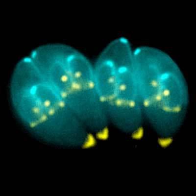 Tipos de parasitas