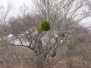 xilemática da planta São