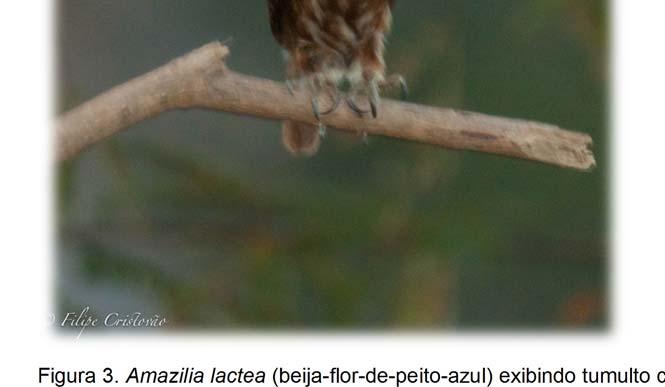 Isso nos indica de forma sutil que as aves podem ser capazes de reconhecer seus predadores. Figura 3. Amazilia lactea (beija-flor-de-peito-azul) exibindo tumulto contra o caburé.