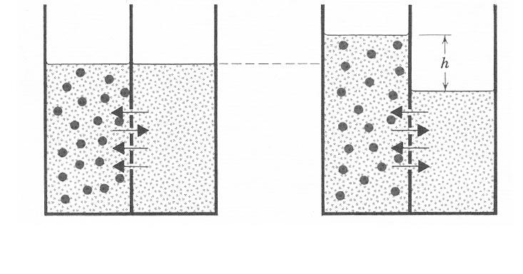 início equilíbrio Figura 36 - Ilustração do fenómeno de osmose. (Adap. de J.B Marion e W.F. Hornyak, 1985).