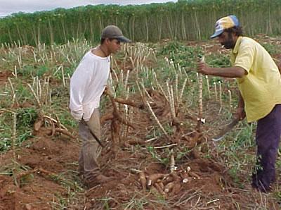 Foto. Retirada das raízes, conhecido entre os