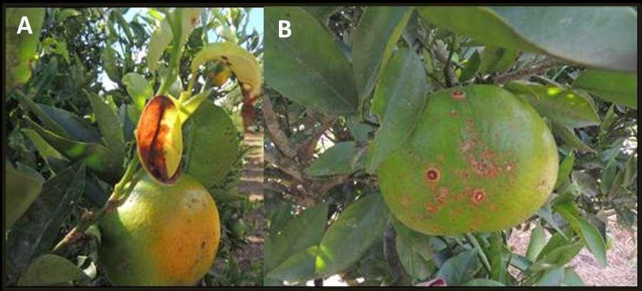 15 Figura 2. Sintomas característicos de mancha marrom de alternaria em (A) folha e (B) fruto de tangelo Nova (Foto: M. Bastianel).