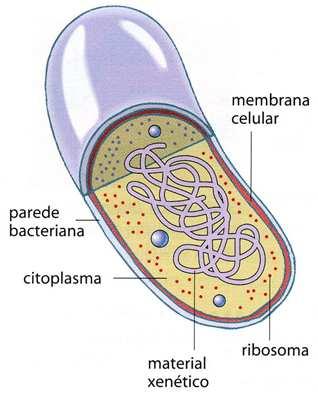 2.2 Organización celular A célula A unidade de organización da materia viva é a célula. Os seres vivos poden estar constituídos por unha ou por máis dunha célula.