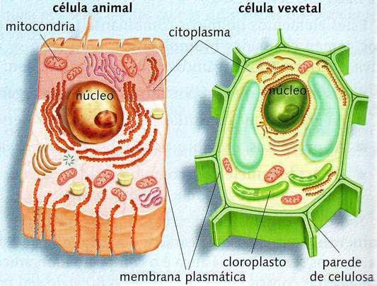 Grupos. As células pódense clasificar en dous grupos: procariotas e eucariotas. Procariotas: teñen o material xenético distribuído polo citoplasma.