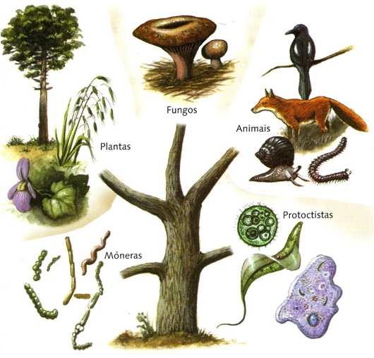 2.4 Clasificación dos seres vivos: os cinco reinos A grande variedade de seres vivos fai necesario identificalos, ordenalos e agrupalos. Estes tres procesos permiten establecer unha clasificación.