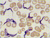 Tripanosomas Plasmodium Pamanecio