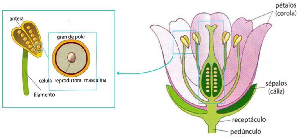 As flores son os órganos reprodutores das, os grans de pole conteñen as células reprodutoras masculinas e o ovario a célula reprodutora feminina, que se unen na fecundación e dan lugar á formación da