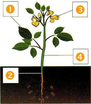 S52. Complete o esquema seguinte que clasifica as plantas en función da presenza de flores e sementes: S53. Escriba se é verdadeiro (V) ou falso (F). Corrixa os enunciados falsos.