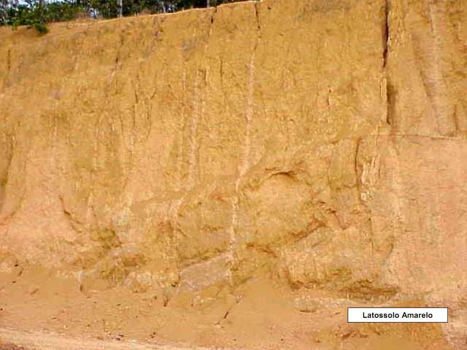 Tipos de solos Latossolo Amarelo é um solo com maior valor de sílica que argila e é do tipo argilo-arenoso.