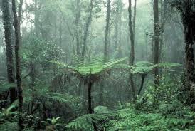 Interceptação da precipitação pelos extratos da floresta e serrapilheira até 60% da
