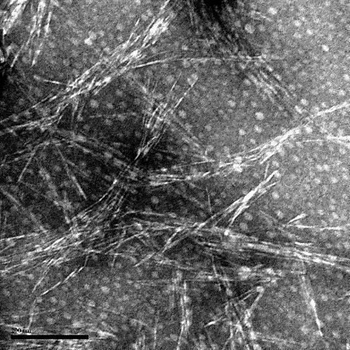 nanométricas foram obtidas após a hidrólise das fibras branqueadas (), confirmando o resultado positivo do tratamento adotado no presente estudo.