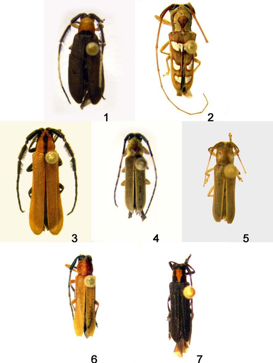 104 GALILEO, M.H.M. & MARTINS, U.R.: HEMILOPHINI DA COSTA RICA Figuras 1-7. Fig. 1. Tyrinthia patula sp. nov., holótipo macho, comprimento 10,2 mm. Fig. 2. Adesmus hipposiderus sp. nov., holótipo macho, comprimento 9,7 mm.