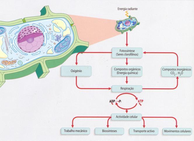 Fluxo de energia nos sistemas biológicos A energia radiante é captada pelos seres fotossintéticos e transformada em energia química que passa através das