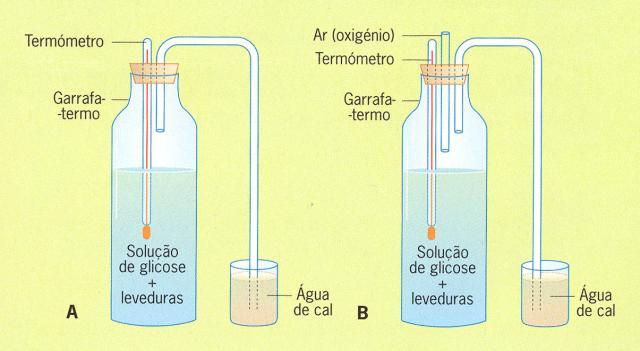 Saccharomyces