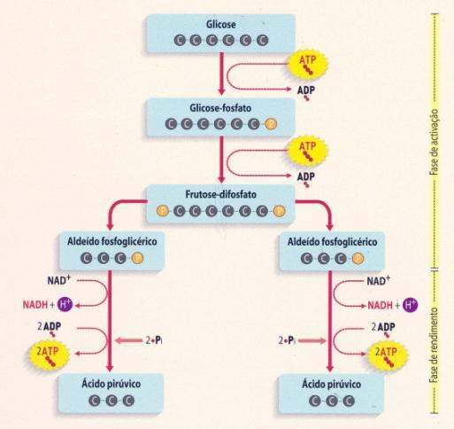 Etapa 1: Glicólise Degradação da glicose com formação de duas moléculas de