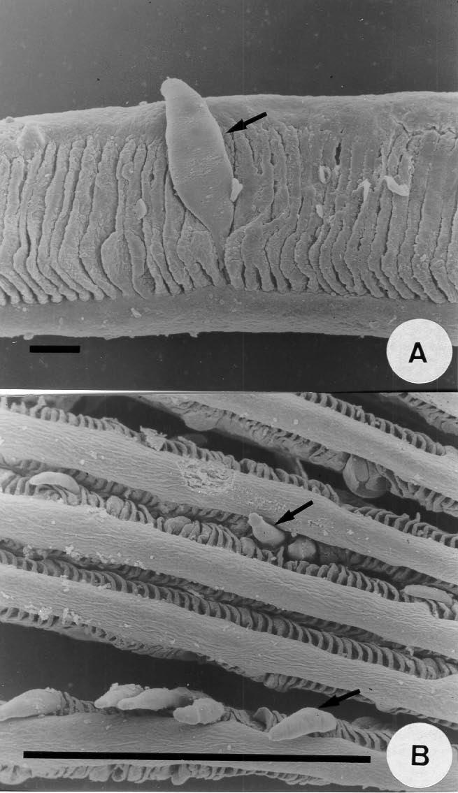 Microscopia eletrônica de varredura de parasitos branquiais 531 Referências bibliográficas Figura 3.