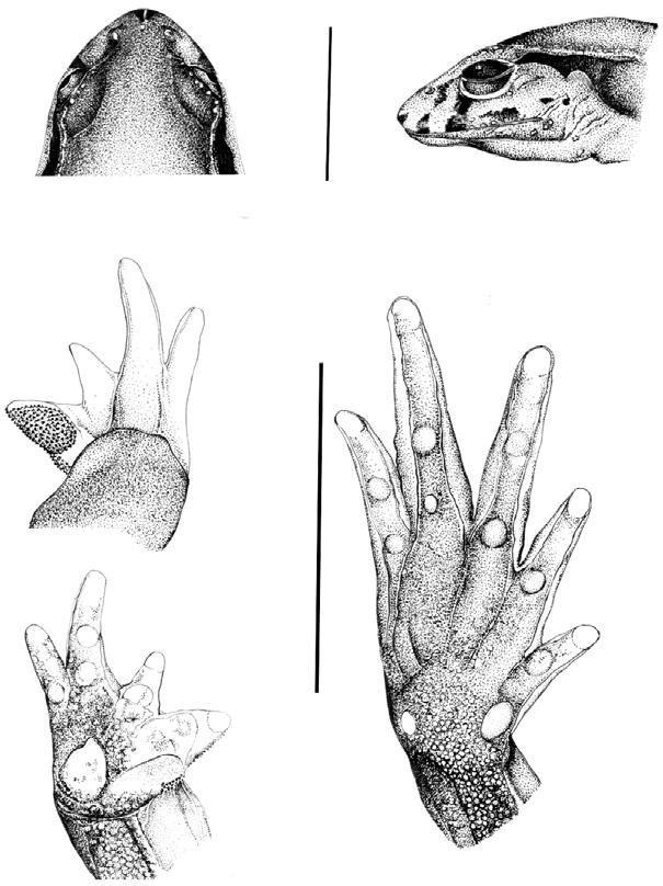 324 H.ZAHER, E.AGUIAR, J.P.POMBAL JÚNIOR 3 4 5 7 6 Paratelmatobius gaigeae (MZUSP 132601): fig.3- dorsal view of head; fig.4- lateral view of head; fig.5- dorsal view of hand; fig.