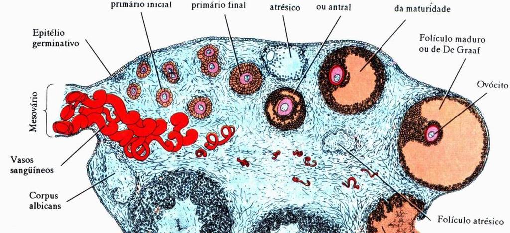 frouxa) Ovócitos 1º completam a meiose I na