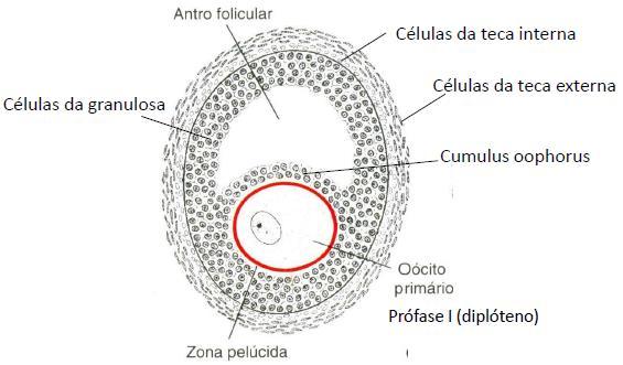 PUBERDADE - Desenvolvimento do folículo Células da granulosa concentram numa região da parede do folículo = pequeno