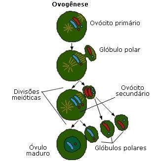 PUBERDADE - Desenvolvimento do folículo Retomada e término da meiose I (antes da ovulação) = 2 células filhas com citoplasma desigual
