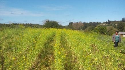 Figura 2: Produção de sementes agroecológicas. Inicialmente a produção ficou bem abaixo do planejado, variando de 30 a 60% menos que no sistema convencional.