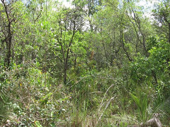 Capoeira Esta área possui vegetação com predominância de árvores de pequeno e médio porte, situada entre a área de campo aberto e o interior de mata (Figura 2).