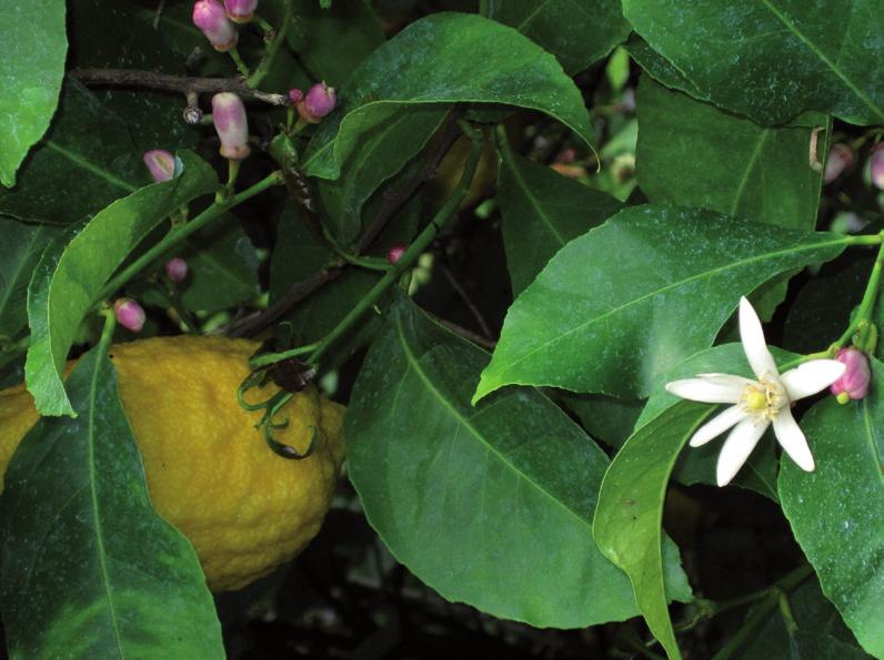 Revista de Fitoterapia 2011; 11 (2): 133-145 37 folhas de Mentha x piperita, 1,6% de folhas de Syzygium aromaticum, 1,6% de folhas de Cymbopogon spp.