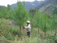 Pico Bonito Honduras REDD e manejo