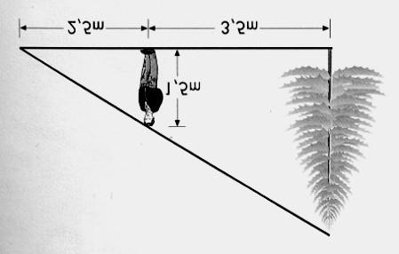13. Observa a figura ao lado. Atendendo aos dados da figura, determina a altura da árvore. 14.