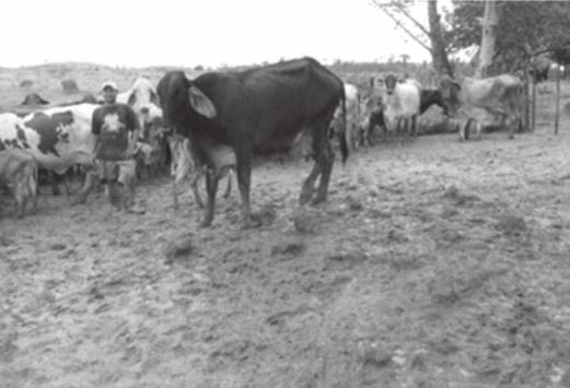 Vacas com lesões mais graves apresentavam claudicações de graus I a V, emagrecimento, alterações de posturas, anestro prolongado e diminuição na produção de leite, além de sinais sugestivos de