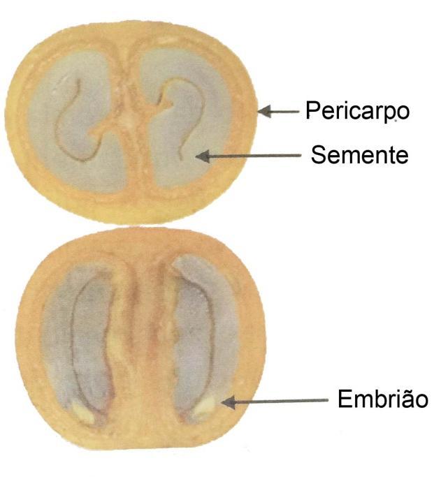 Endosperma I