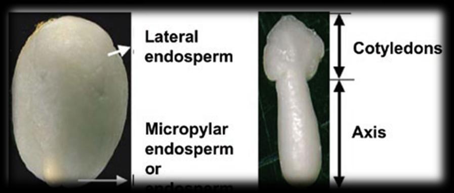 Endosperma lateral Endosperma Micropilar