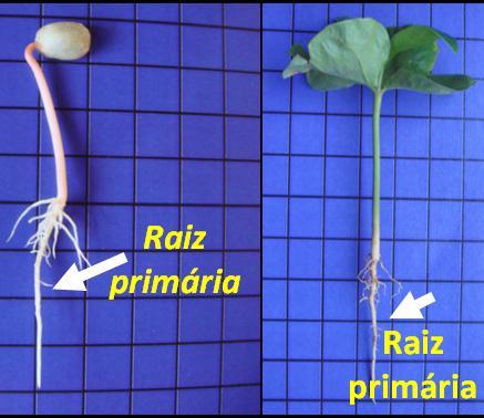 .. Potencial hídrico: o embrião não cresce a menos que entre água nos tecidos, e gere a