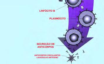 Inibe a produção de citocinas: IL-1, IL-