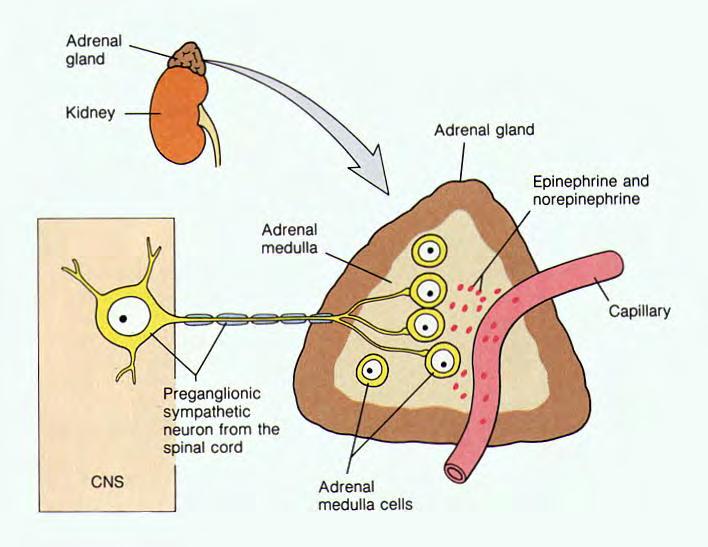 Medula Adrenal Síntese de catecolaminas Tirosina-hidroxilase