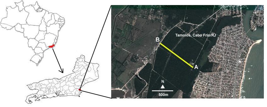 Figura 6 - Localização da área estudo. A linha amarela correspon à uma das sessões GPR dos levantamentos geofísicos executados na área estud, cuja uimag é representada na figura 7 abaixo.