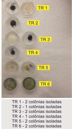 TiO2) Menor diversidade de fungos Avaliação da eficiência do fotocatalizador