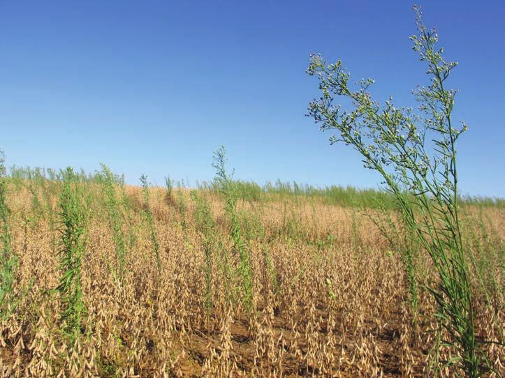 Defesa vegetal e sustentabilidade do agronegócio 3 Figura 1 - Lavoura de soja infestada com buva (Conyza spp.