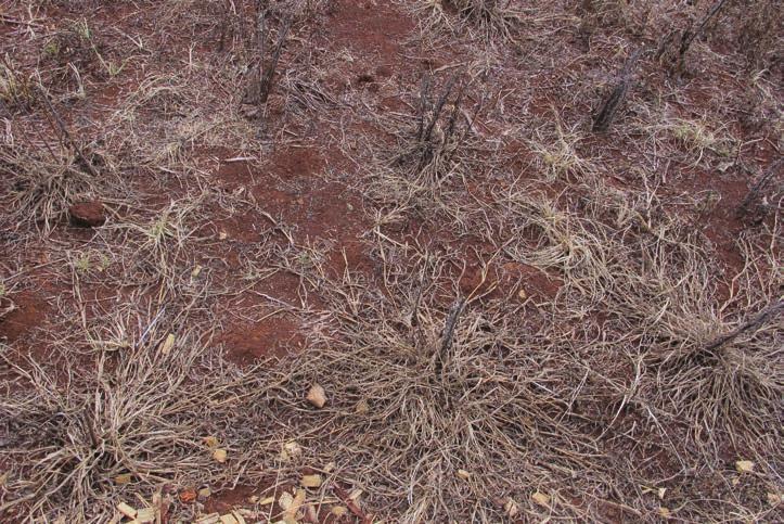 A aplicação nas dosagens recomendadas em plantas entouceiradas proporciona rebrotas das plantas, necessitando de dosagens de 50% a